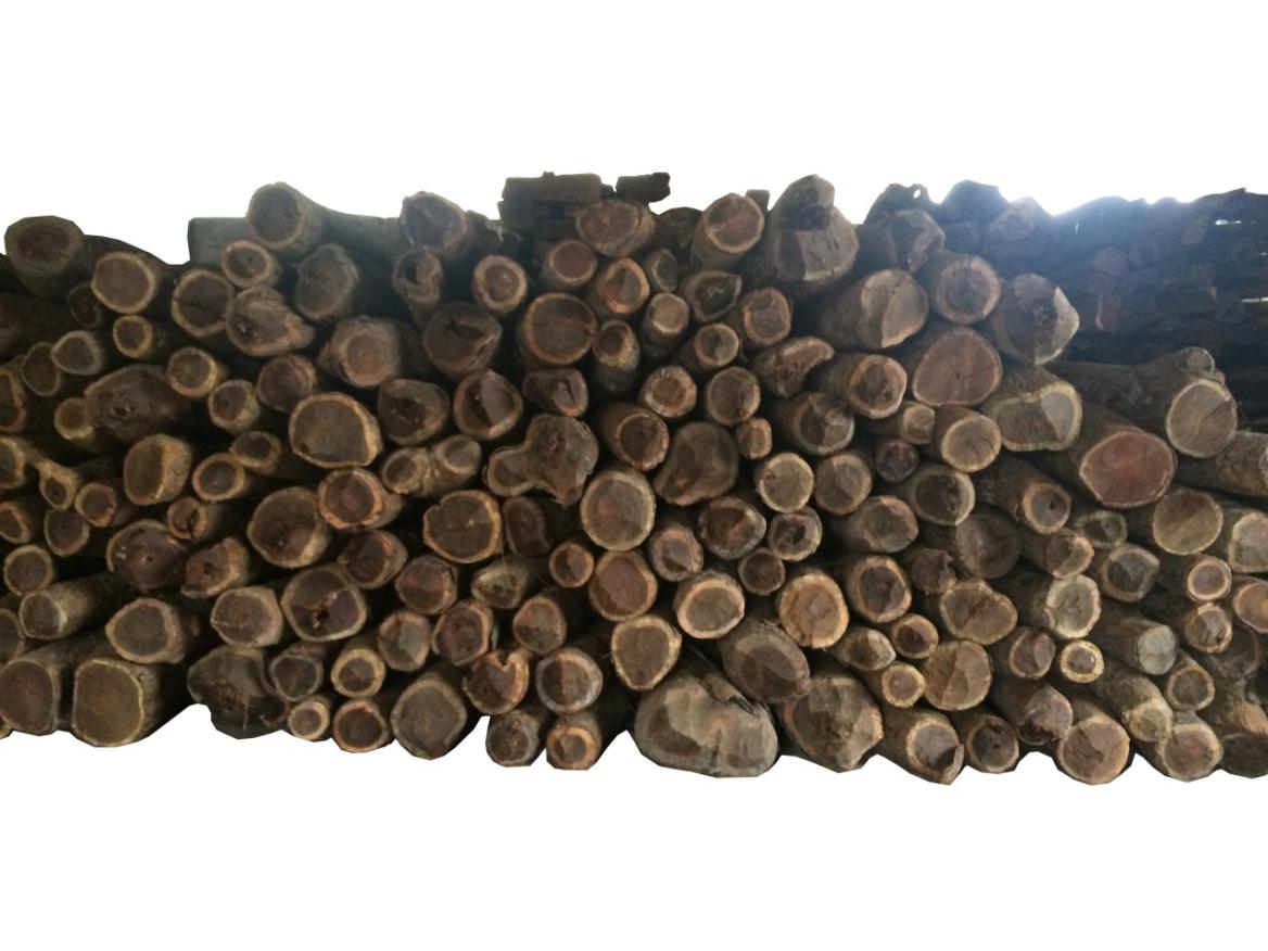 1.染料紫檀(pterocarpus tinctorius)