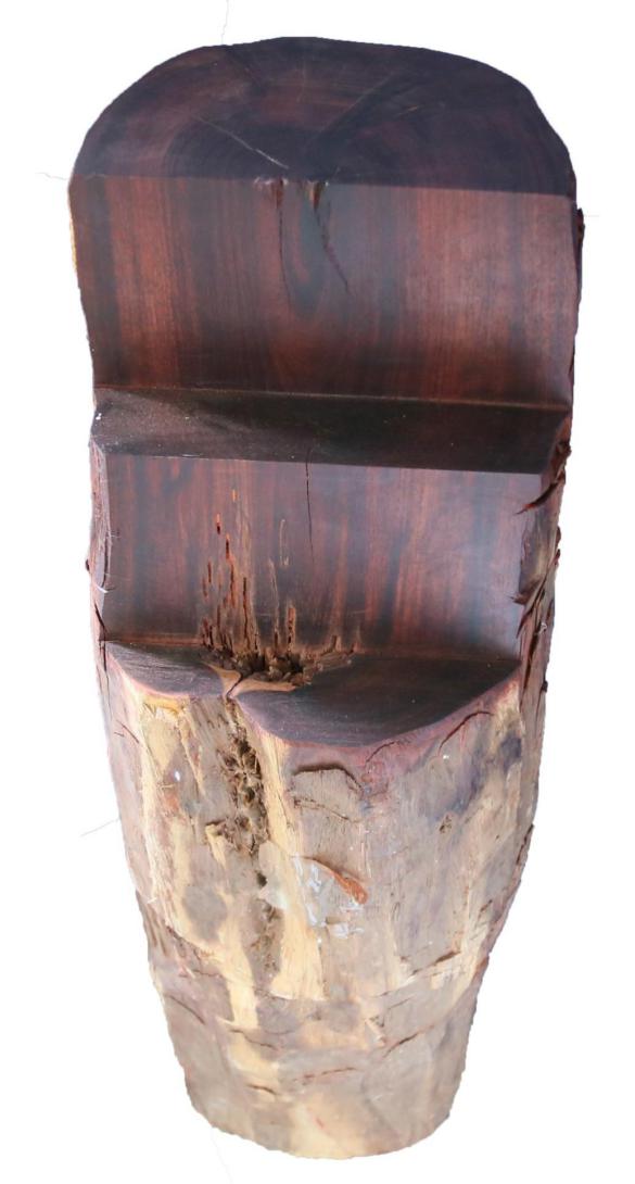 1.染料紫檀(pterocarpus tinctorius)