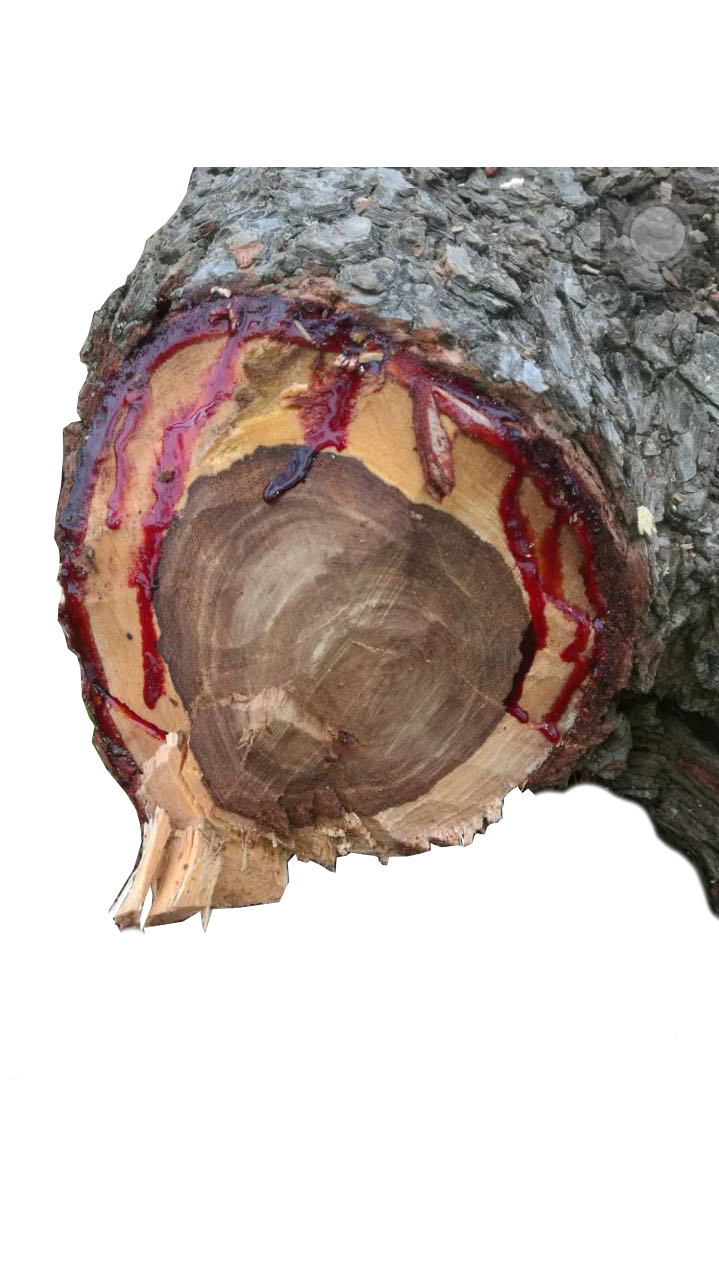 1.染料紫檀(pterocarpus tinctorius)